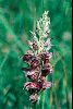 <em>Orchis coriophora</em>